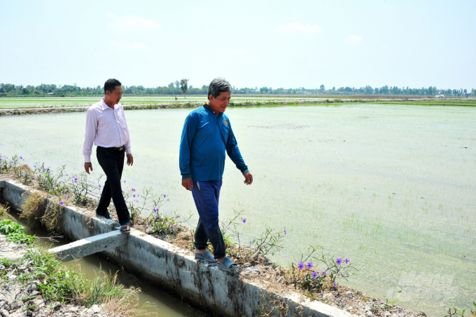 The first idea rice -farming model of the Mekong River has been implemented in Dong My commune, Thap Muoi district. Photo: Le Hoang Vu.