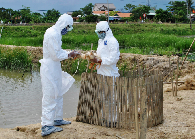 Lần thứ 2 trong năm 2021 dịch bệnh cúm A/H5N8 xuất hiện ở Quảng Trị. Ảnh: CĐ.