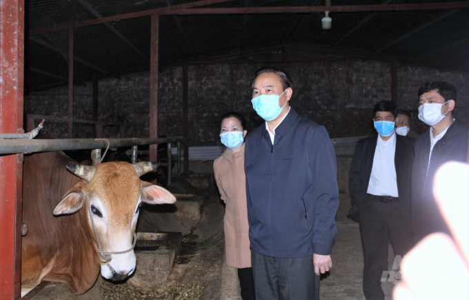 Deputy Minister Phung Duc Tien assessed that Son La province has significant advantages in developing dairy cows. Photo: Pham Hieu.