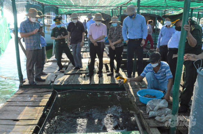 Nghề nuôi cá lồng bè trên biển phát triển khá mạnh tại xã đảo Tiên Hải, mang lại nguồn thu nhập cao cho các hộ ngư dân. Ảnh: Trung Chánh.