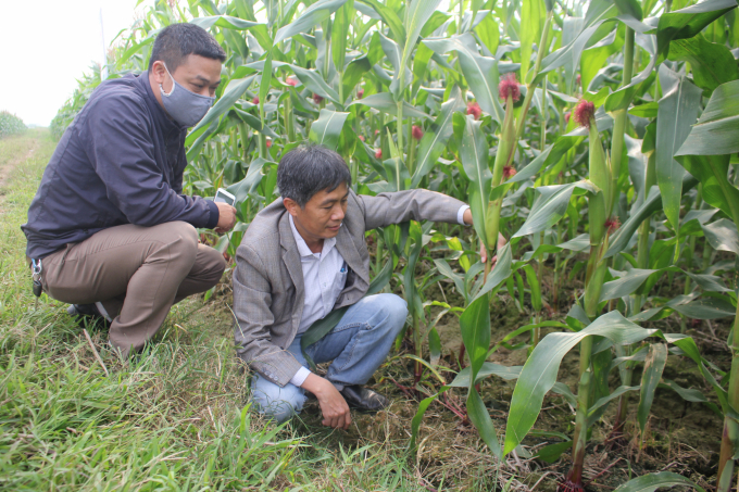 The staff of the Maize Research Institute check the growth rate of the plant and give recommendations to the farmers prior to the harvest period. Photo: Trung Quan.
