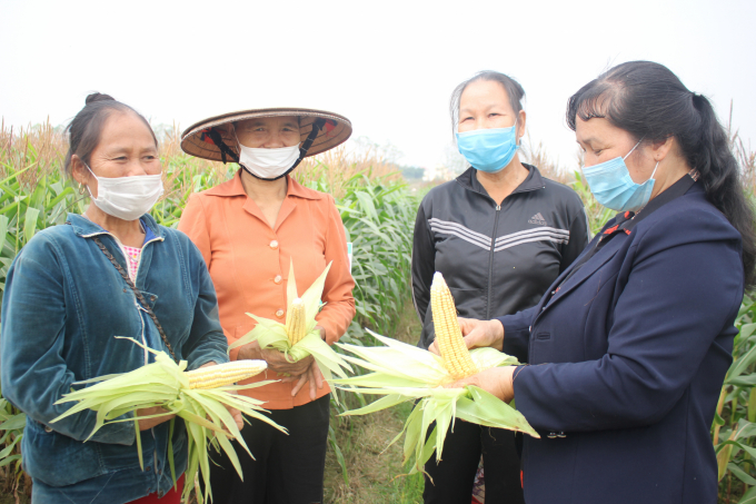 Vu Thi Thanh Hoa (right), Deputy Director of Co Do village cooperative, is pictured with households participating in the model. Photo: Trung Quan.