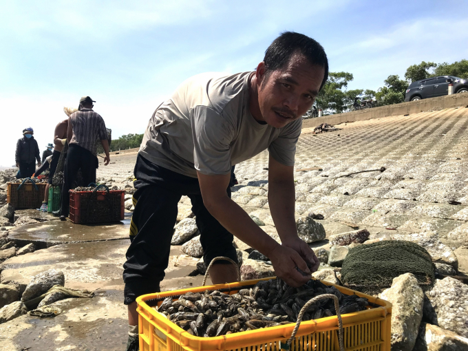 Người dân thu hoạch hải sản ngoài đê biển Gò Công. Ảnh: Minh Đảm.