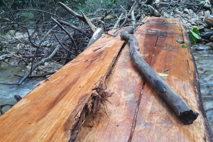 Tổng cộng 89 cây gỗ với tổng khối lượng trên 76m3 tại lâm phần của Khu BTTN Bắc Hướng Hóa bị đốn hạ. Ảnh: CĐ.
