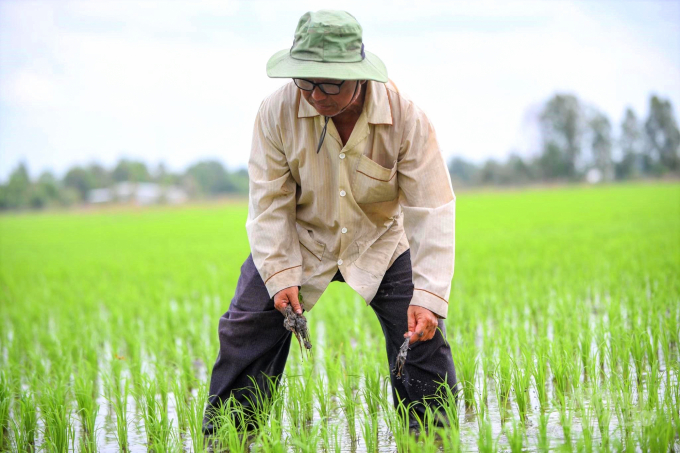 Nông dân chăm sóc lúa cấy trên đồng trong vùng dự án VnSAT ở Hậu Giang. Ảnh: Hữu Đức.
