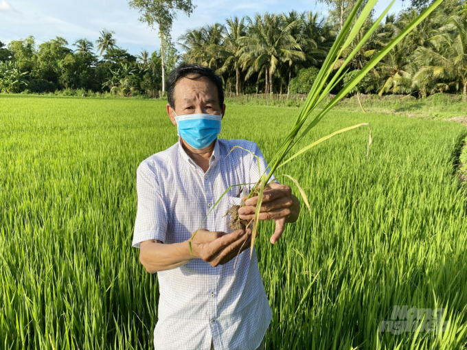 Ông Huỳnh Trung Thu ở xã Ða Phước, huyện An Phú (An Giang), sử dụng chế phẩm vi sinh Emuniv để xử lý rơm rạ ngay trên đồng ruộng giúp tạo nguồn phân bón hữu cơ nuôi dưỡng cây lúa. Ảnh: Lê Hoàng Vũ.