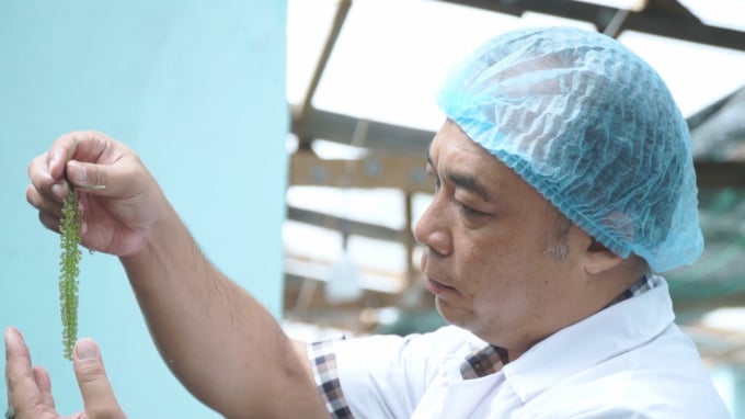 Anh Nguyễn Quang Duy rất tâm huyết với nghề trồng rong nho xuất khẩu. Ảnh: QD.