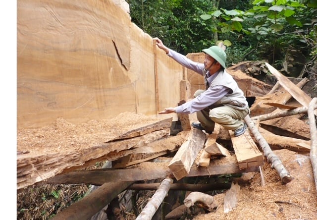 Nhà báo Nguyễn Tâm Phùng đang đo đường kính một cây gỗ lớn bị đốn hạ tại vùng núi miền tây Quảng Bình.