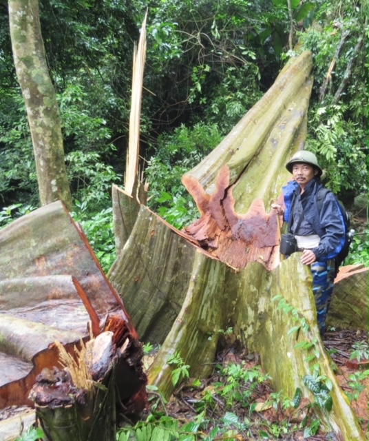 Nhà báo Nguyễn Tâm Phùng bên cây gỗ quý lớn vừa bị lâm tặc đốn hạ tại vùng rừng giáp ranh biên giới Việt - Lào địa phận Quảng Bình.