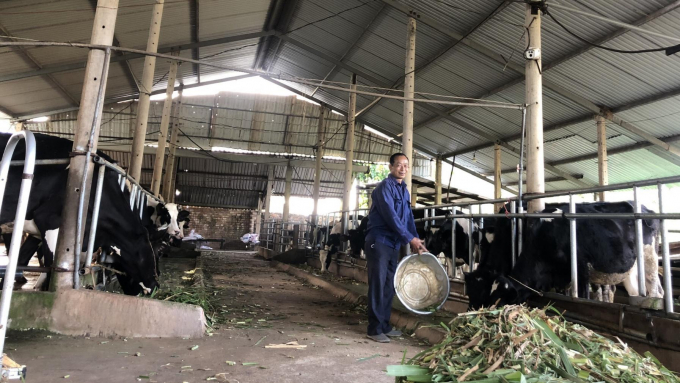 Từ 4 con bò sữa do dự án khuyến nông hỗ trợ cho vay vốn, đến nay, ông Nhiệm đã gây dựng được cơ ngơi trang trại bò sữa trên 50 con. Ảnh: Hoàng Trọng.