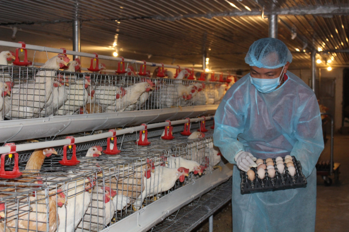 Những trang trại chăn nuôi công nghiệp quy mô lớn đã biến gia cầm thành những 'cỗ máy đẻ' trứng. Ảnh: NNVN.