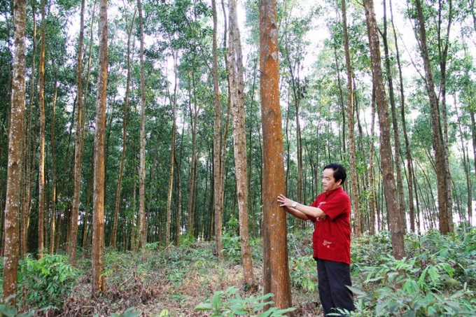 Trồng rừng gỗ lớn ở Thừa Thiên - Huế. Ảnh: Tiến Thành.