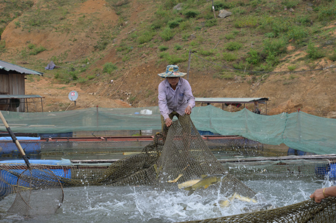 Along with the potential of the water surface, Son La is directing people to sustainable farming, along with protecting the ecological environment and regenerating aquatic resources. Photo: BDT.