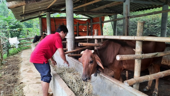 Nông dân huyện Lục Yên chuẩn bị cỏ khô chống rét cho bò