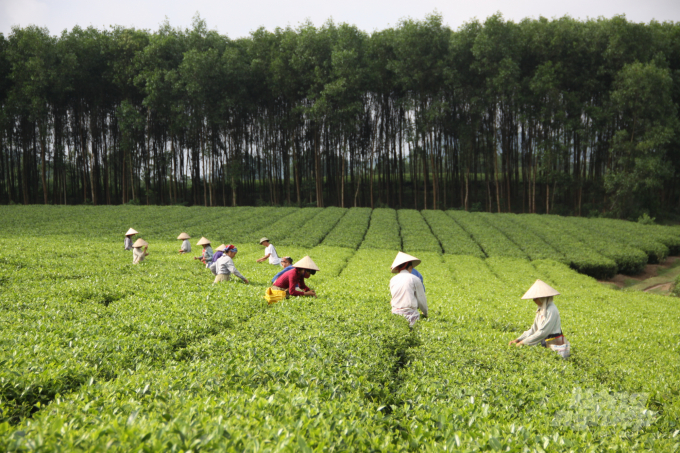 Vùng sản xuất chè an toàn của xã Tân Thành, huyện Hàm Yên. Ảnh: Đào Thanh.