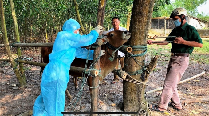 Thời gian qua, Quảng Bình đã quyết liệt triển khai tiêm phòng vacxin VDNC cho đàn bò, qua đó đã khống chế được dịch trên địa bàn tỉnh. Ảnh: Trung Hiểu. 