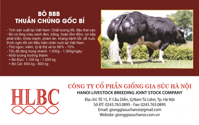 Giống bò BBB thuần chủng gốc Bỉ của Công ty Cổ phần Giống gia súc Hà Nội. Đồ họa: GGSHN.