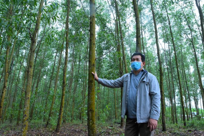 Trồng rừng gỗ lớn ở Hòa Lộc bây giờ không cần phải tuyên truyền vận động gì nữa. Ảnh: Hoàng Anh.