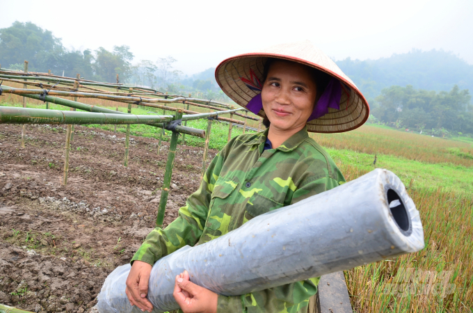 Thu was preparing plastic sheeting for her crop. Photo: Van Dinh.