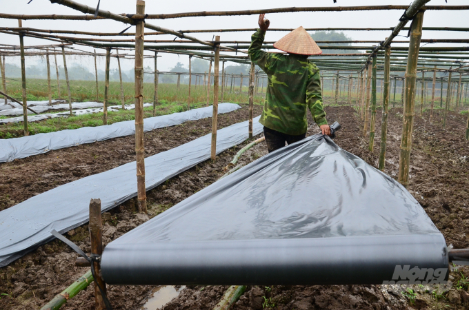 Thu spread nylon sheeting to build vegetable beds. Photo: Van Dinh.
