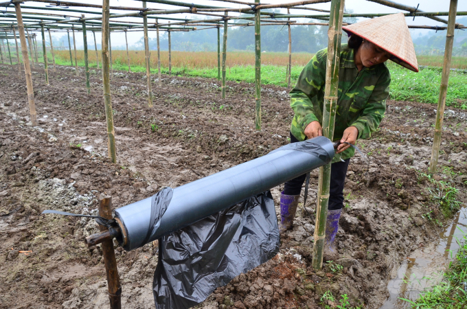 Thu tied plastic sheeting to a homemade trellis. Photo: Van Dinh.