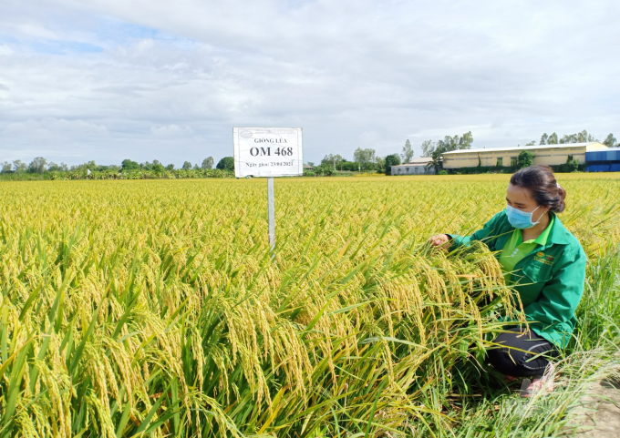 Doseco tiên phong trong ngành giống ở ĐBSCL tập trung xây dựng chiến lược chọn tạo giống lúa mới thích nghi với biến đổi khí hậu. Ảnh: Ngọc Trinh.