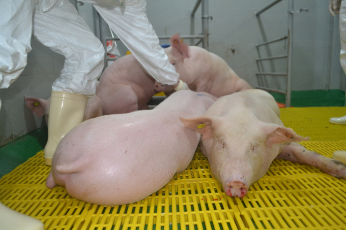 Những con lợn đối chứng không được tiêm vacxin đã xuất hiện các triệu chứng lâm sàng nhiễm bệnh và chết. Ảnh: Trần Trung.