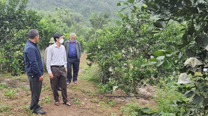 Với sự đồng hành của cán bộ khuyến nông, vườn cam anh Việt đã được xây dựng theo hướng hữu cơ, bền vững. Ảnh: Tâm Phùng.