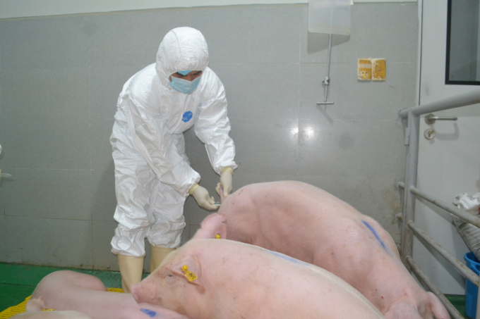 Công tác khảo nghiệm, kiểm tra lâm sàng dịch tễ trên những con lợn được khảo nghiệm. Ảnh: Trần Trung.