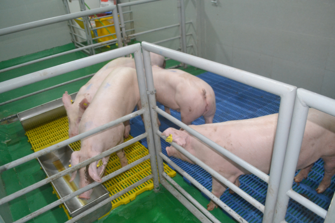 Qua khảo nghiệm cho thấy những con lợn được tiêm vacxin vẫn khỏe mạnh. Ảnh: Trần Trung.