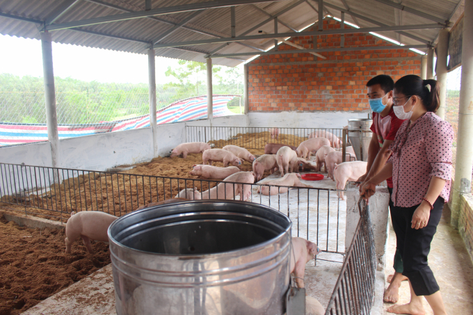 Mô hình chăn nuôi lợn theo hướng hữu cơ có liên kết sản xuất tại xã Cam Nghĩa, Cam Lộ. Ảnh: Việt Toàn.