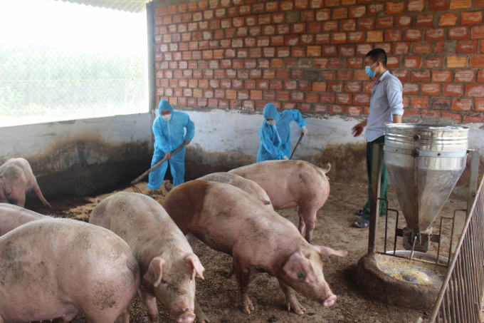Các mô hình chăn nuôi lợn an toàn sinh học sẽ là hạt nhân để lan tỏa phương thức nuôi mới trên địa bàn Quảng Trị. Ảnh: Việt Toàn.