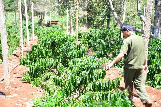 Tại tỉnh Đăk Nông, nguồn vốn tín dụng đã giúp nhiều gia đình trồng cà phê có điều kiện tái canh, sản xuất. Ảnh: M.H.