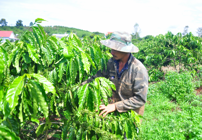 Từ nguồn vốn hỗ trợ, người trồng cà phê tỉnh Lâm Đồng có điều kiện tái canh, sản xuất bền vững. Ảnh: M.H.