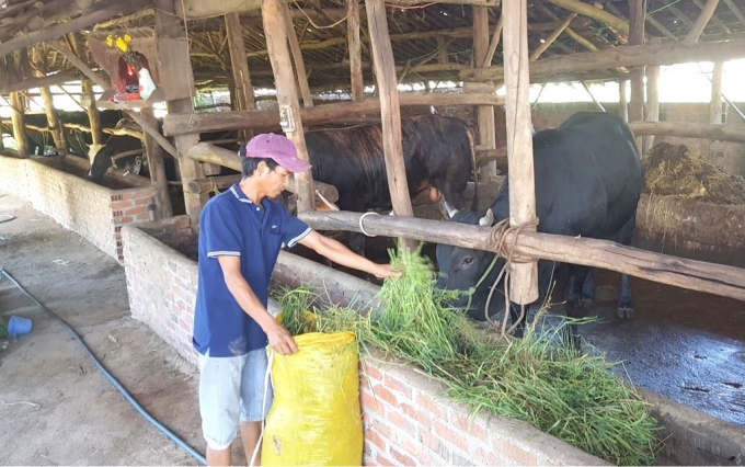 Những năm qua, Bình Định đã phát triển mạnh đàn bò lai và trở thành vùng chăn nuôi bò trọng điểm của miền Trung. Ảnh: Vũ Đình Thung.