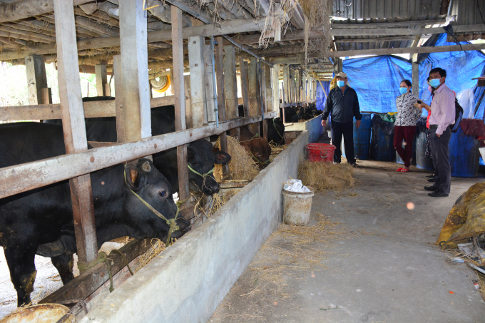 Breeding BBB cows demands low cost thanks to advantages of many local agricultural by-products. Photo: Thu Phuong.
