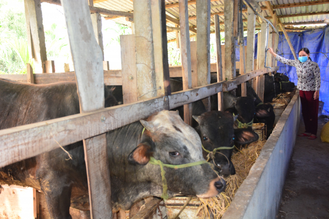By raising BBB super beef, Quyen's family has a stable income, despite difficulties in consumption due to the COVID-19 pandemic. Photo: Thu Phuong.