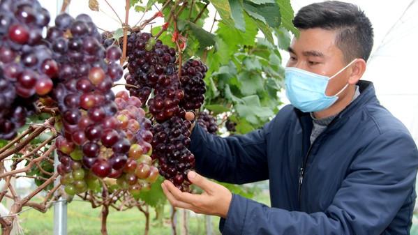 Mô hình trồng nho hạ đen đầu tiên tại huyện Nghi Lộc (Nghệ An) của anh Hải đã gặt hái thành công. Ảnh: BNA.