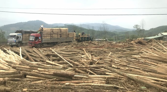 The raw material of young wood is currently only priced at VND 900,000 per tonne, at the highest of VND 1.2 million. Photo: Vu Dinh Thung.