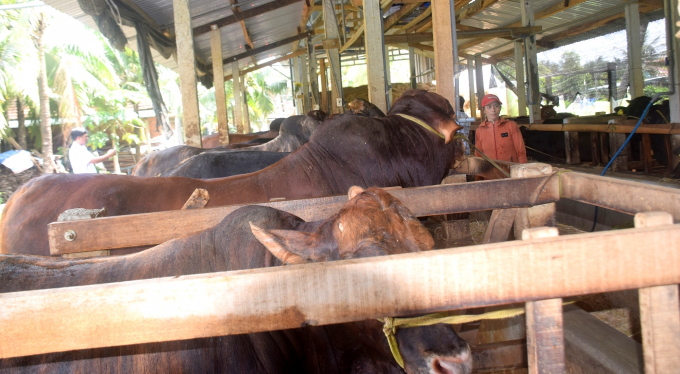 Bình Định phấn đấu đến năm 2025, đàn bò lai trên địa bàn tỉnh phát triển đến 490.000 con. Ảnh: Vũ Đình Thung.