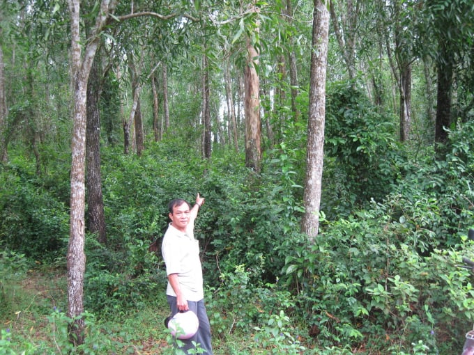 A large wooden trunk forest in Binh Dinh province. Photo: Vu Dinh Thung.