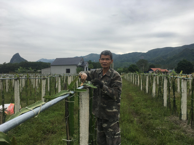 Trồng cây thanh long đang mở ra hướng thâm canh mới tại xóm Cao Lầm xã Phú Thượng. Ảnh: Đồng Văn Thưởng.