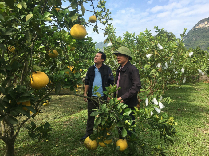 Cây ăn quả hàng hóa tại Phú Thượng huyện Võ Nhai đã góp phần nâng cao thu nhập cho người dân. Ảnh: Đồng Văn Thưởng.