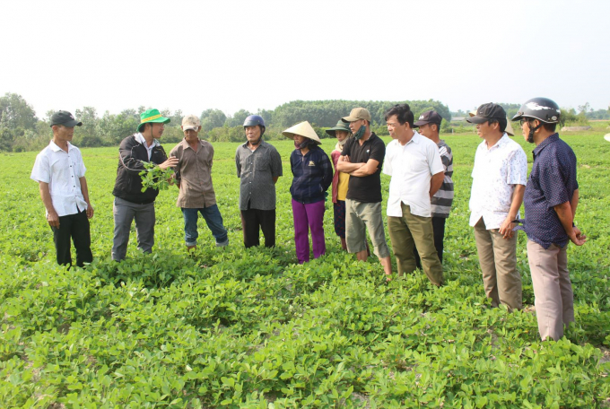 Mô hình thực hành nông nghiệp thông minh thích ứng biến đổi khí hậu trên cây lạc tại xã Thanh An, huyện Cam Lộ, tỉnh Quảng Trị. Ảnh: Lê Khánh.