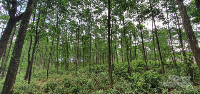 Đến nay, tỉnh Quảng Trị đã phát triển được hơn 3.146ha rừng gỗ lớn. Ảnh: Công Điền.