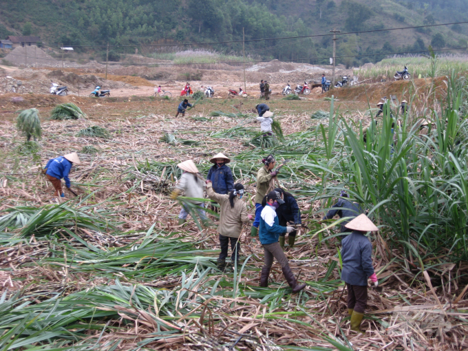 Raw sugarcane areas of Tuyen Quang province only reach only about 2,000 hectares. Photo: Dao Thanh.