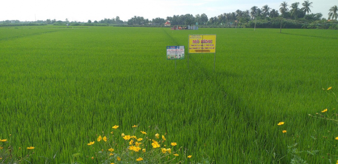 cánh đồng liên kết sản xuất và tiêu thụ lúa giữa nông dân và doanh nghiệp tại huyện Gò Công Tây. Ảnh: Trần Trung.