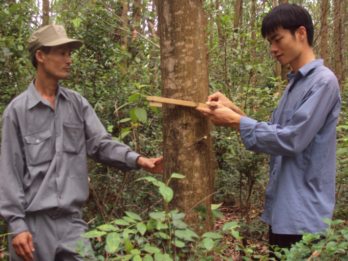 Công ty TNHH Lâm nghiệp Hà Thanh đang có hơn 2.780ha rừng được cấp chứng chỉ FSC. Ảnh: Vũ Đình Thung.
