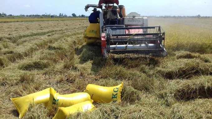Bất chấp đại dịch Covid-19, Công ty HK vẫn hỗ trợ bà con nông dân thu hoạch và thu mua lúa đảm bảo lãi tốt. Ảnh: Trần Trung.