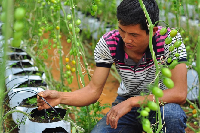 Farmers in Da Lat City (Lam Dong) apply 4.0 technology to control water-saving irrigation systems to increase production efficiency. Photo: Le Khanh.